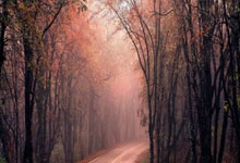 亚洲篮球锦标赛战绩亮眼瞩目